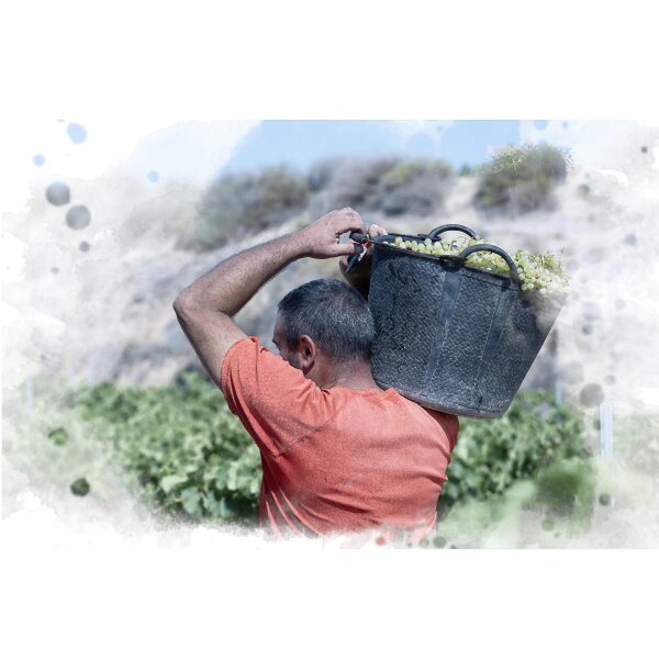VINEREL.LES MACABEU Altavins, Terra Alta DO 2020, 75cl